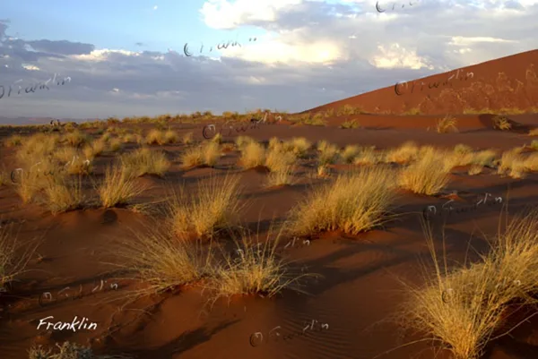 "Dunes et roches"